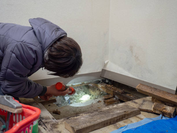 Best Black Mold Removal  in Stallion Springs, CA